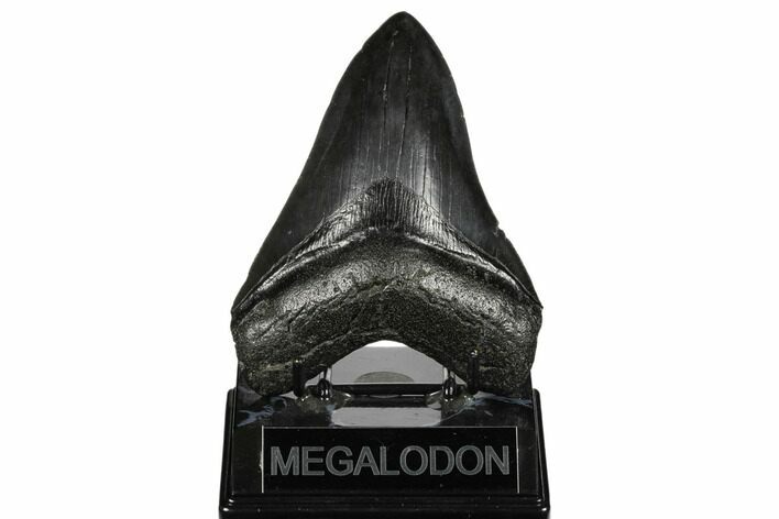 Dark-Grey, Fossil Megalodon Tooth - South Carolina #182967